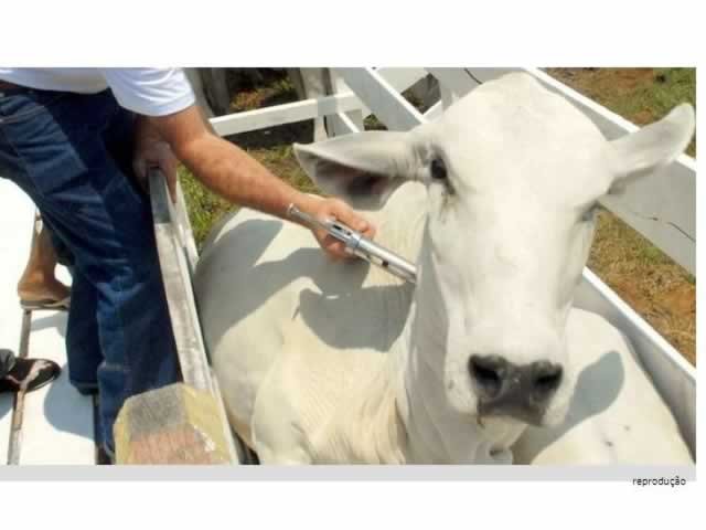 Vacinação contra a febre aftosa segue até quarta-feira (10) em Mato Grosso