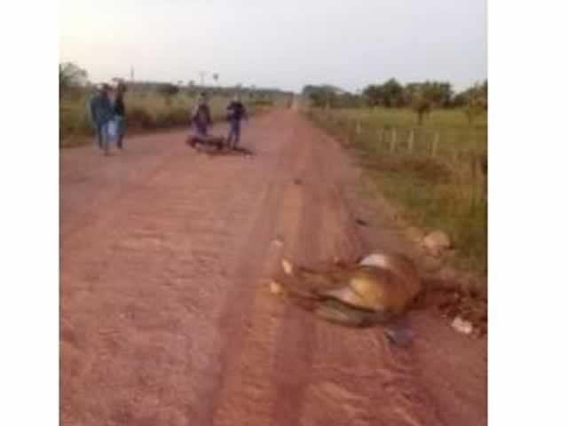Motociclista acerta cavalo e fica ferido em cidade de MT