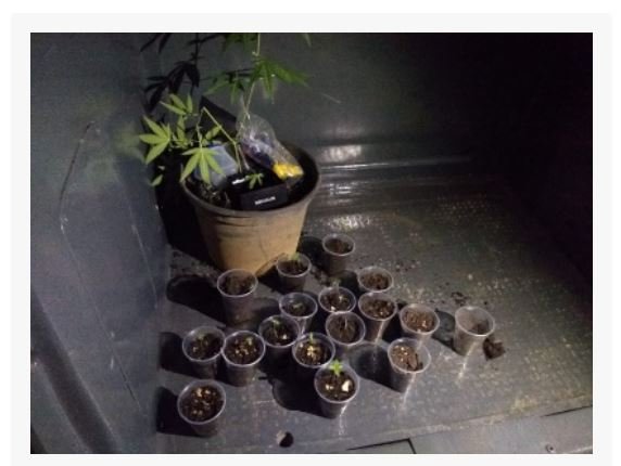 Polícia Militar apreende dezoito copos com pés de maconha em Cláudia