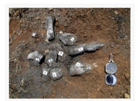 Estudo descobre novos fósseis de dinossauros em Chapada dos Guimarães (MT)