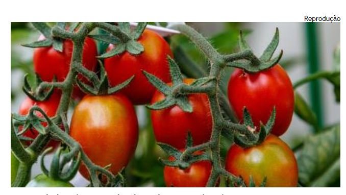 Com mais 9 mil kg de tomate estocados, agricultor irá perder produção