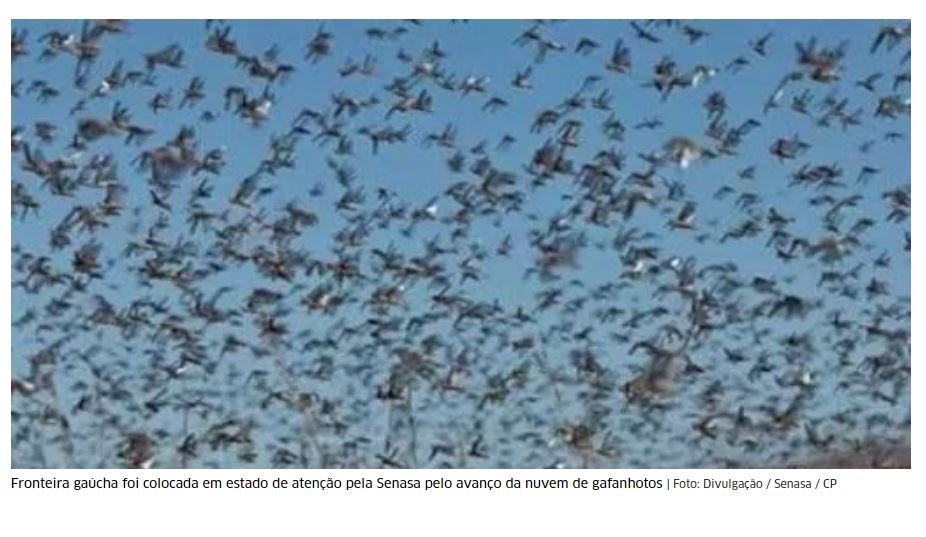 Nuvem de gafanhotos invade províncias argentinas e pode chegar ao Rio Grande do Sul. (Vídeo)