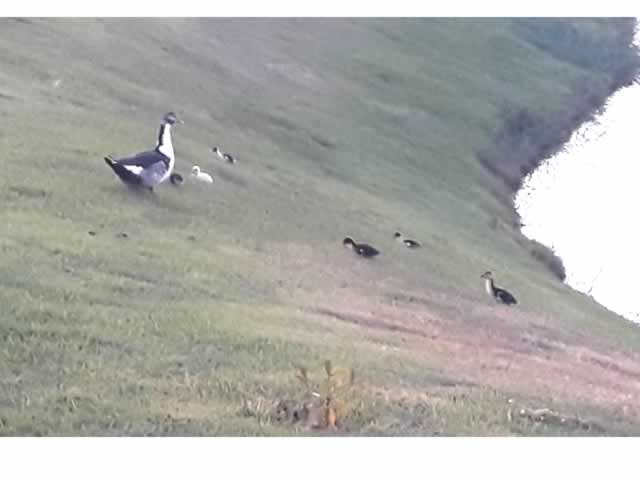 Moradores de Colíder denunciam a falta de cuidado com os animais no Lago dos Pioneiros. (Video)