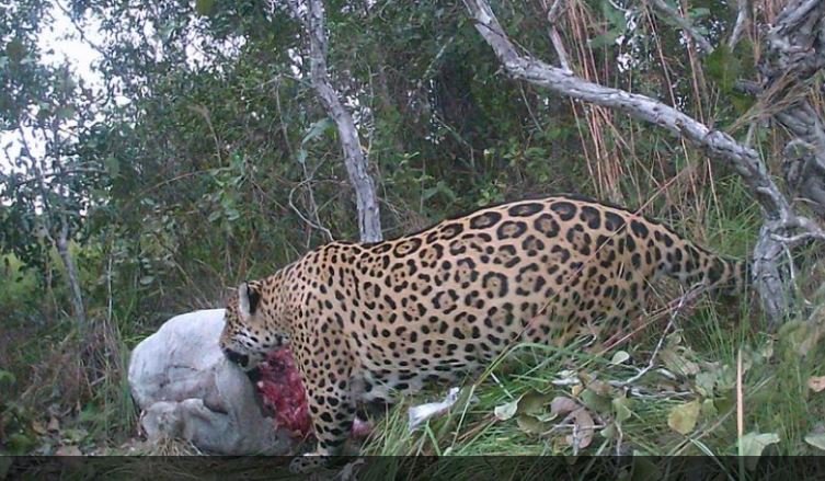 Câmera flagra onça-pintada se alimentando; veja fotos e vídeos