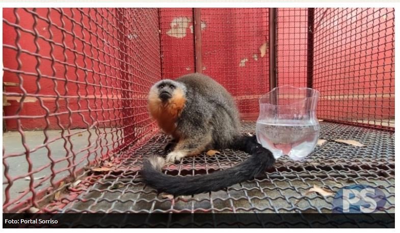 Bombeiros resgatam macaco preso em radiador de veículo. (Fotos)
