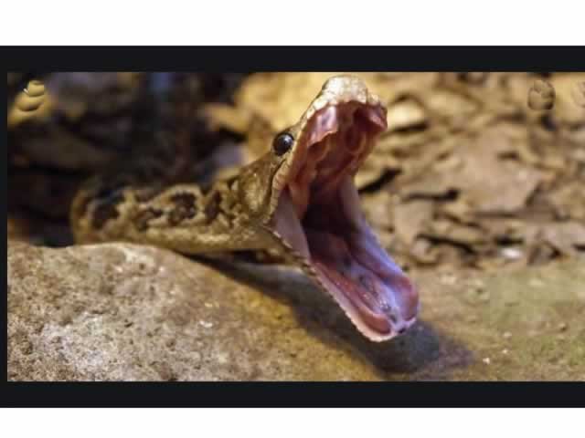Mulher morre após ser picada por cobra durante pescaria