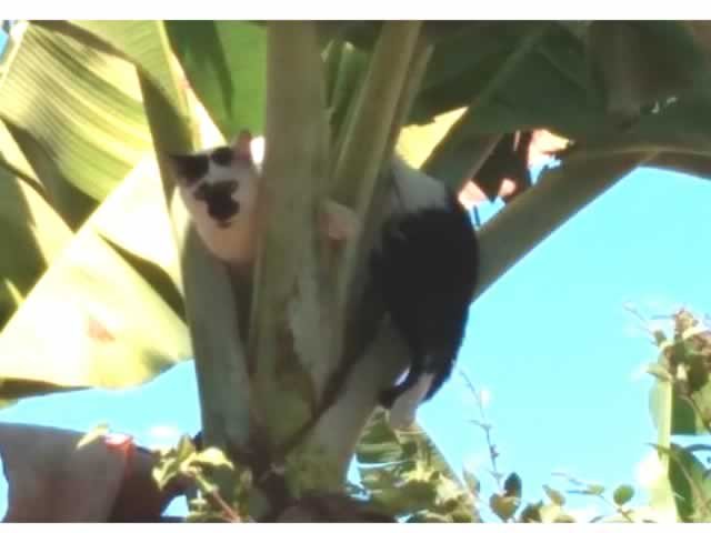 Gato em Colíder fica preso em pé de bananeira e precisa ser resgatado. (Video)