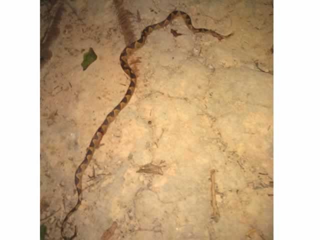 Morador da área central de Colíder denuncia aparecimento de cobra e ratazanas em seu quintal.