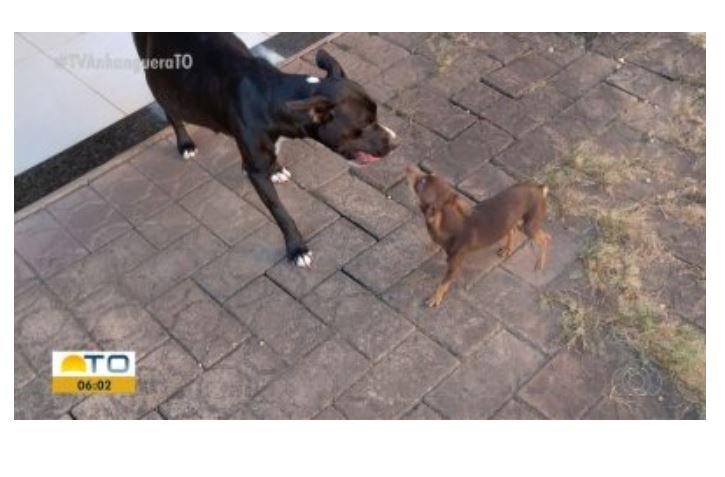 Pinscher é suspeito de engravidar cadela pitbull