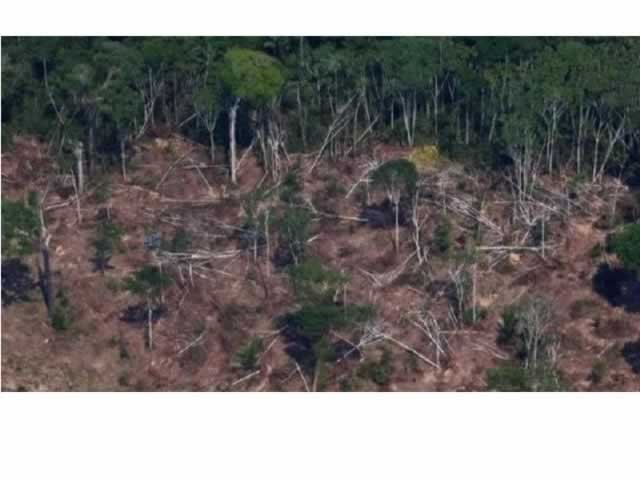 Pará lidera o ranking dos estados na Amazônia que mais desmataram no primeiro semestre deste ano