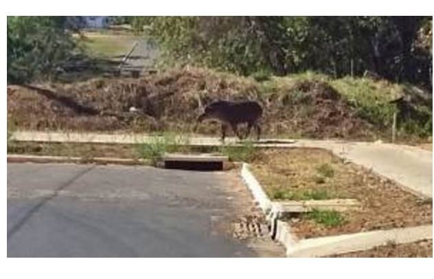 Anta é flagrada andando em bairro de cidade de MT