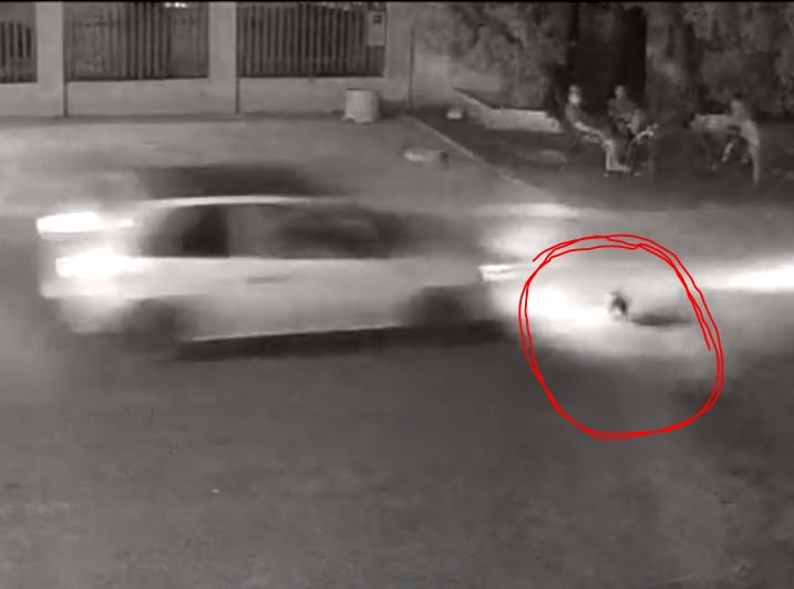 URGENTE: Cachorrinha em Colíder escapa com vida de acidente com veiculo. (Vídeo)