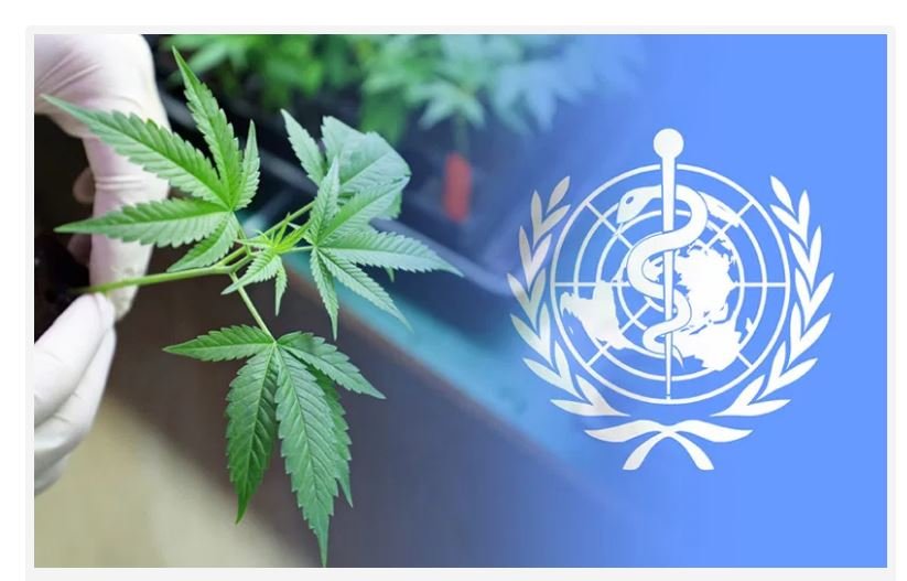 Organização Mundial da Saúde remove cannabis da lista de drogas