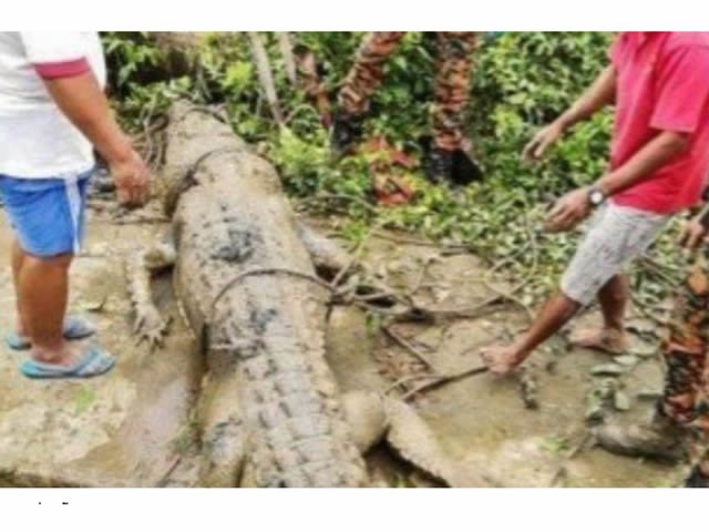 Restos mortais de jovem são encontrados dentro de crocodilo de 4,3 metros
