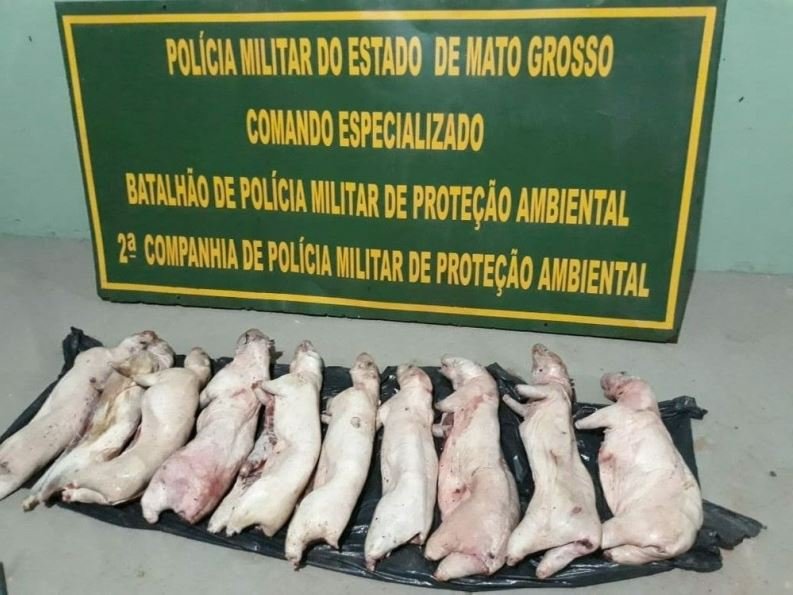 Polícia prende homem com 20 pacas abatidas e resfriadas em caixa térmica