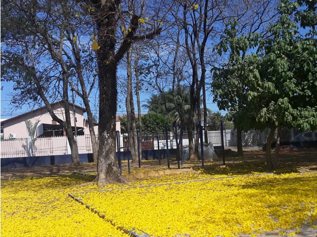 Fotos de tapete de Ipê amarelo na parte central de Colíder, chama atenção bela sua beleza. (Fotos)