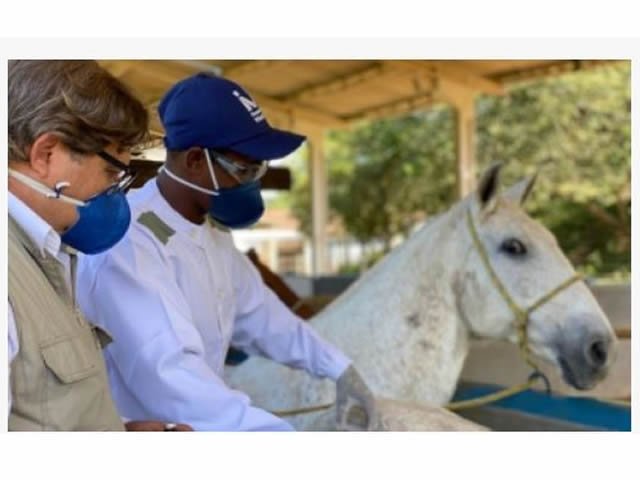 Soros produzidos por cavalos têm anticorpos potentes para covid-19