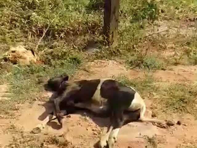 Morador de Colíder flagra abandono de animal agonizando no sol escaldante. (Vídeo)