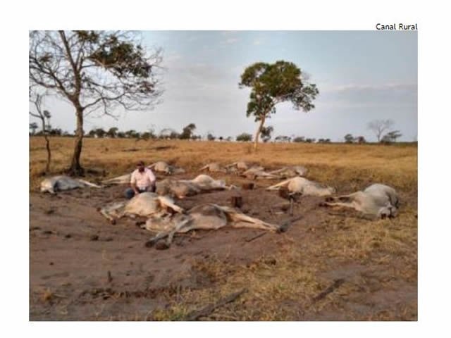 Frio mata dezenas de animais em fazendas de Mato Grosso