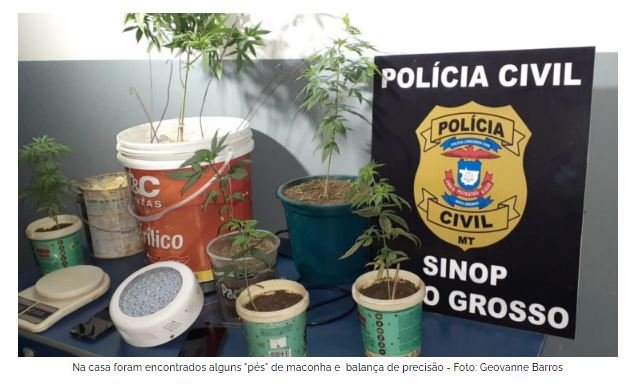 Professora universitária de Sinop é presa por cultivar Maconha em casa