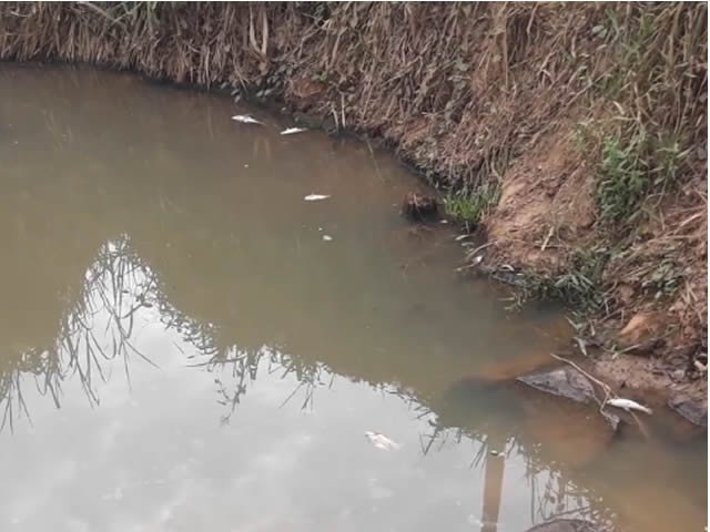 URGENTE: Milhares de peixes mortos no Rio Jaracatiá de Colíder. (Vídeo)
