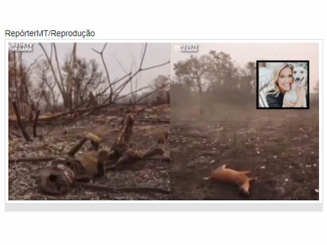 Luisa Mell detona pecuaristas de MT: Destroem o Pantanal para fazer pasto para boi