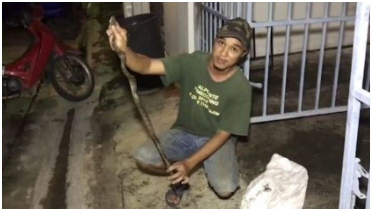 Jovem é picado no pênis por cobra píton enquanto estava no banheiro