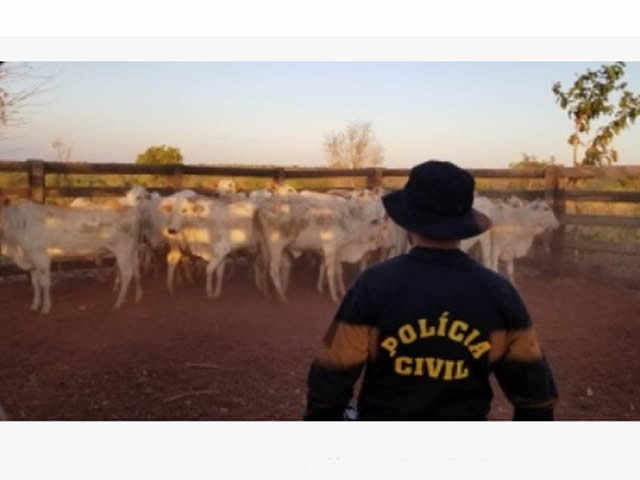 Polícia recupera 25 cabeças de gado furtadas de propriedade e apura crimes na região em MT