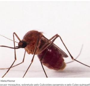 Brasil registra mais de 3.350 casos de Febre do Oropouche