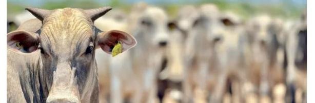 País recebe status internacional como livre de febre aftosa sem vacina