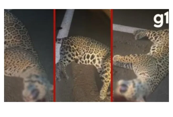 Filhote de onça-pintada morre após ser atropelado por caminhonete em MT