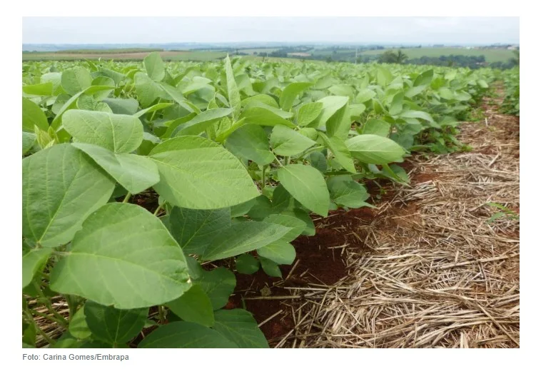 Primeiro biofungicida brasileiro 100% à base de metabólitos é registrado para soja