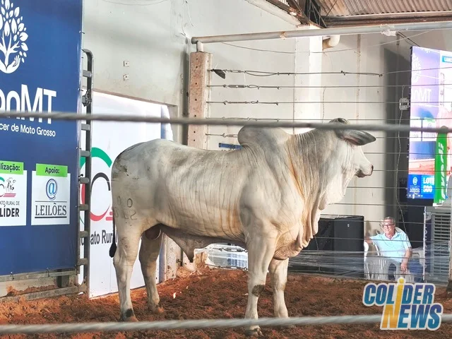 18º Leilão do HcanMT em Colider — foto 135