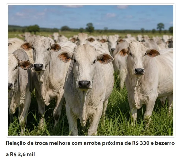 Boi valorizado abre melhor janela em anos para reforma de pastagens