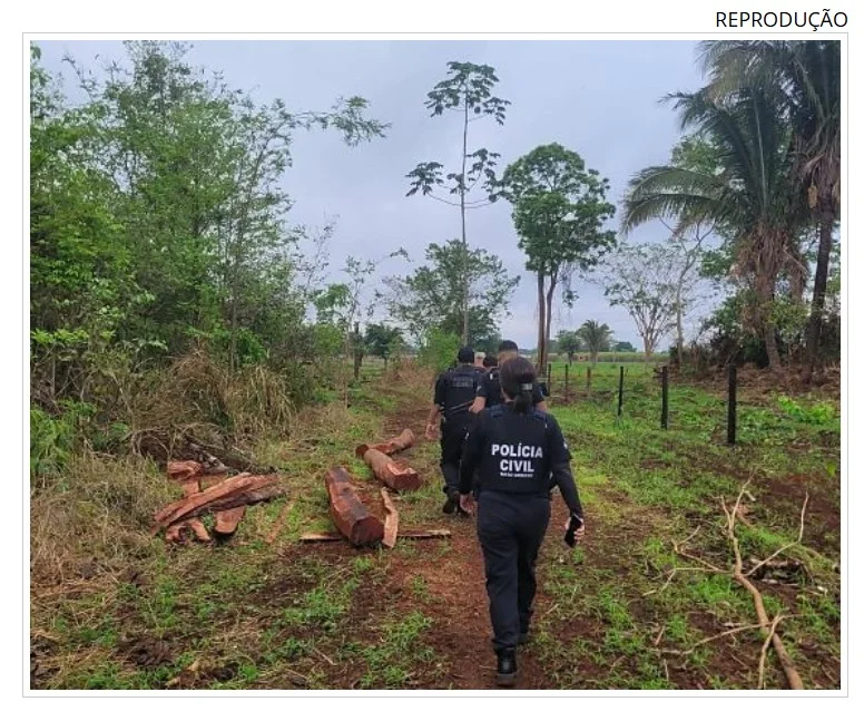 Ladrões separam 39 bois, incendeiam pasto e deixam cordas após furto em fazenda