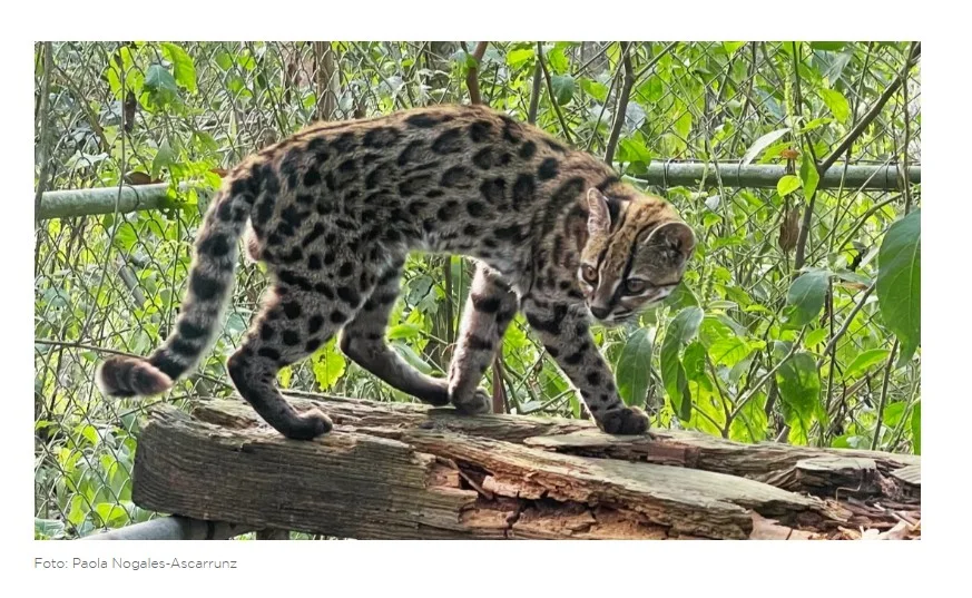 Equipe liderada por professor da PUCRS descobre nova espécie de felino selvagem nas florestas da Bolívia