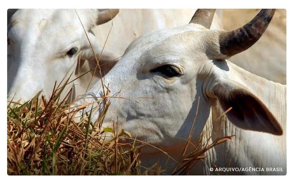 Carne brasileira vai pagar tarifa de 67% para entrar na China