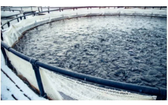 Reabertura europeia e segurança jurídica impulsionam expansão da aquicultura