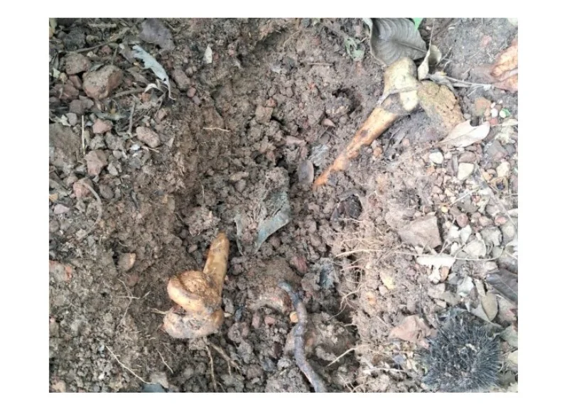 Ossada humana é encontrada em cova rasa na zona rural de Colíder; polícia investiga