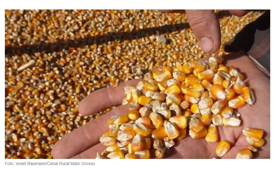 Concorrência internacional pressiona exportações de milho de Mato Grosso
corrência internacional e a