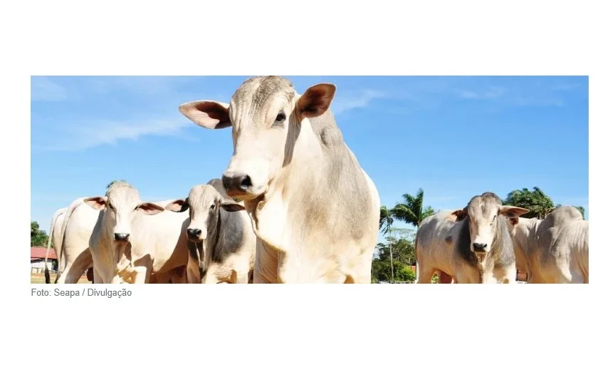 Engenharia genética abre novas perspectivas para o melhoramento e a reprodução de bovinos