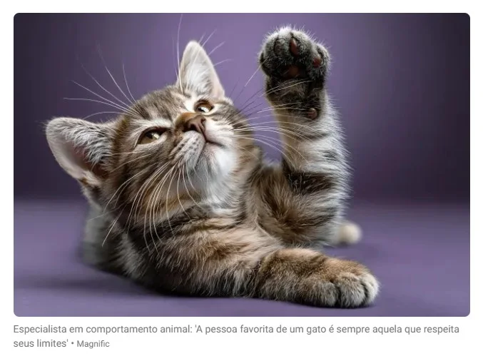 Especialista em comportamento animal: 'A pessoa favorita de um gato é sempre aquela que respeita seus limites'